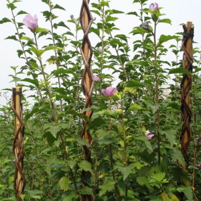 Tyč Garden Willow 130 cm, prútená, oporná k rastlinám